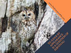 Read more about the article To judge by appearance is a questions of survival